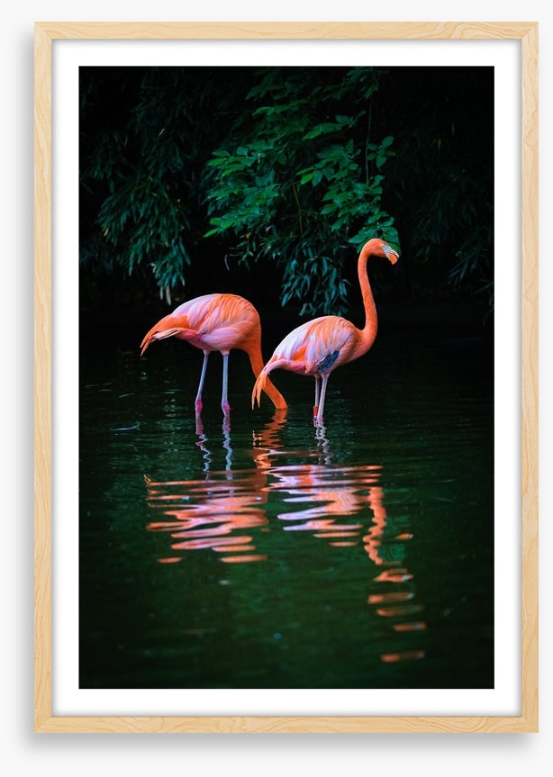 Flamingo reflections
