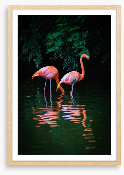 Flamingo reflections