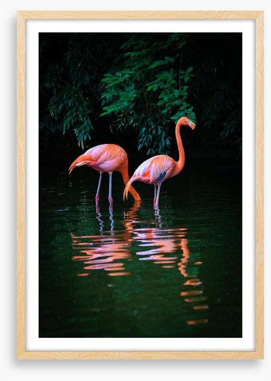 Flamingo reflections
