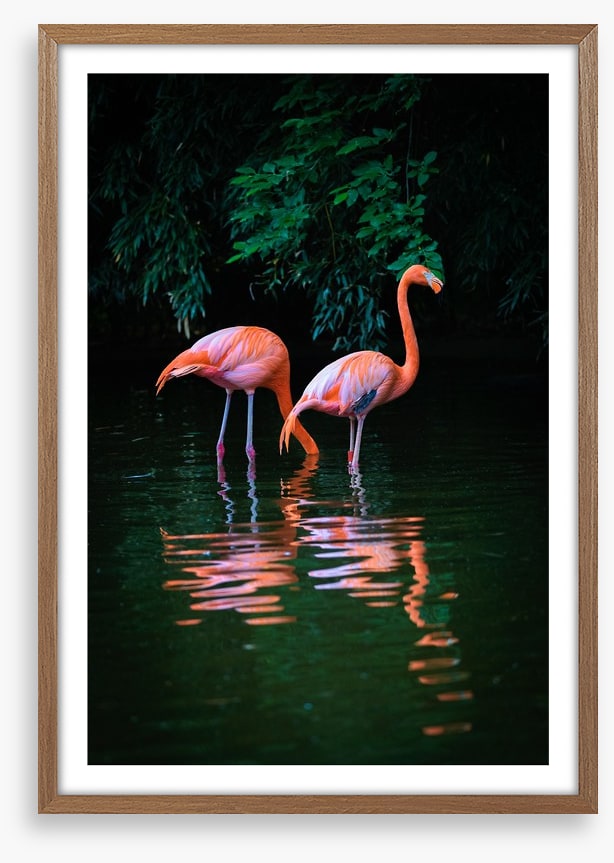 Flamingo reflections
