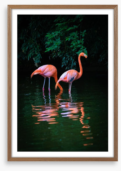 Flamingo reflections