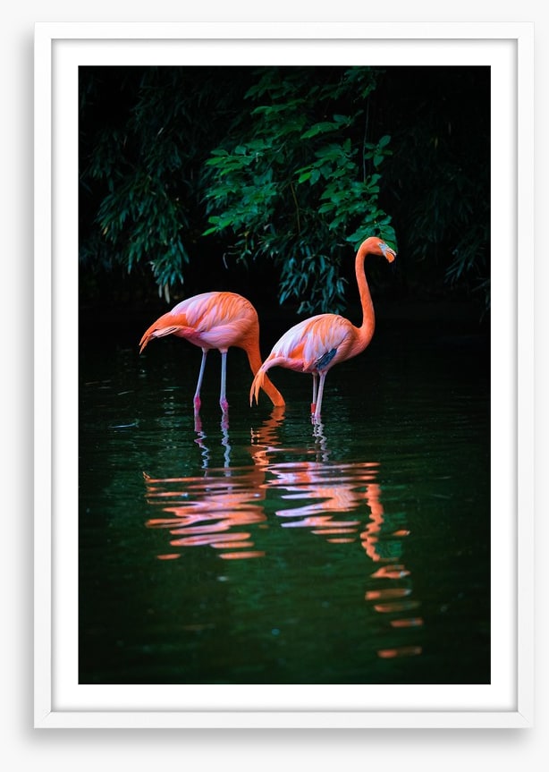 Flamingo reflections
