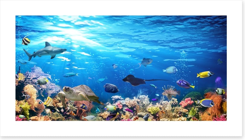 On the reef