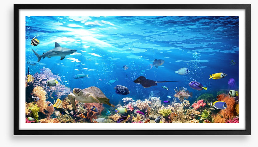 On the reef