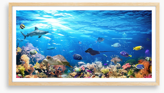 On the reef