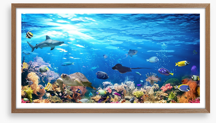On the reef
