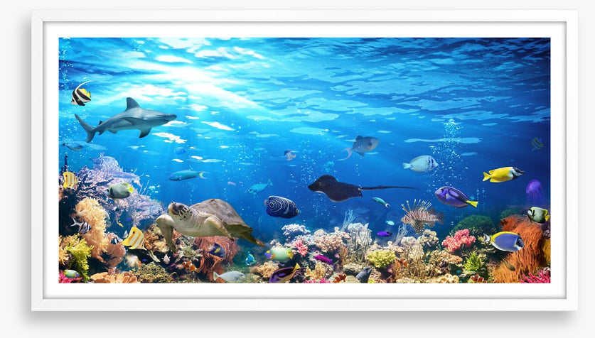 On the reef