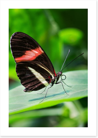 Insects