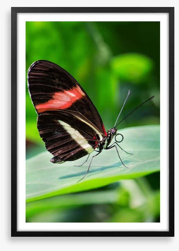 Insects