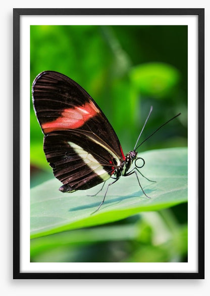 Insects