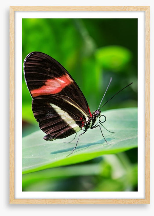 Insects