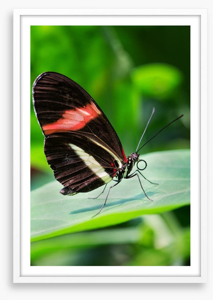 Insects