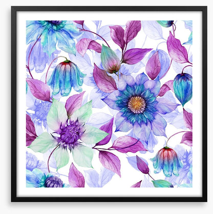 Creeping clematis