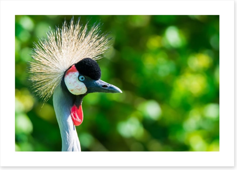 Grey crowned crane