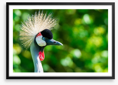 Grey crowned crane
