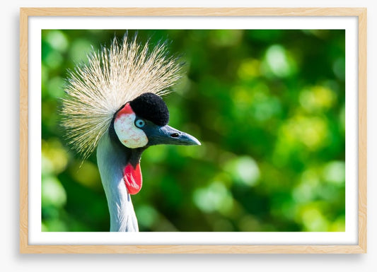 Grey crowned crane