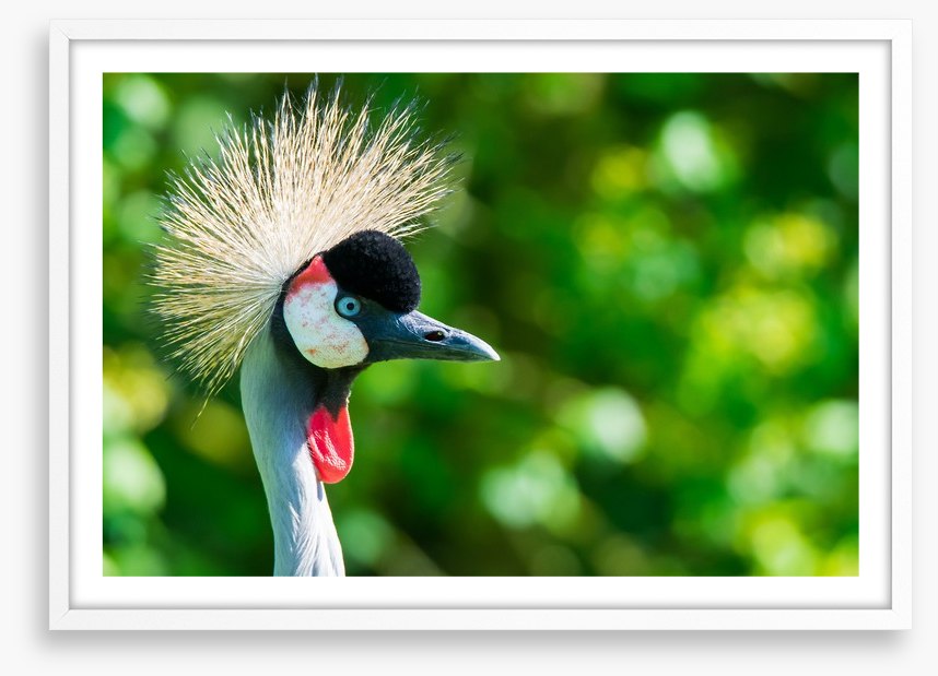 Grey crowned crane