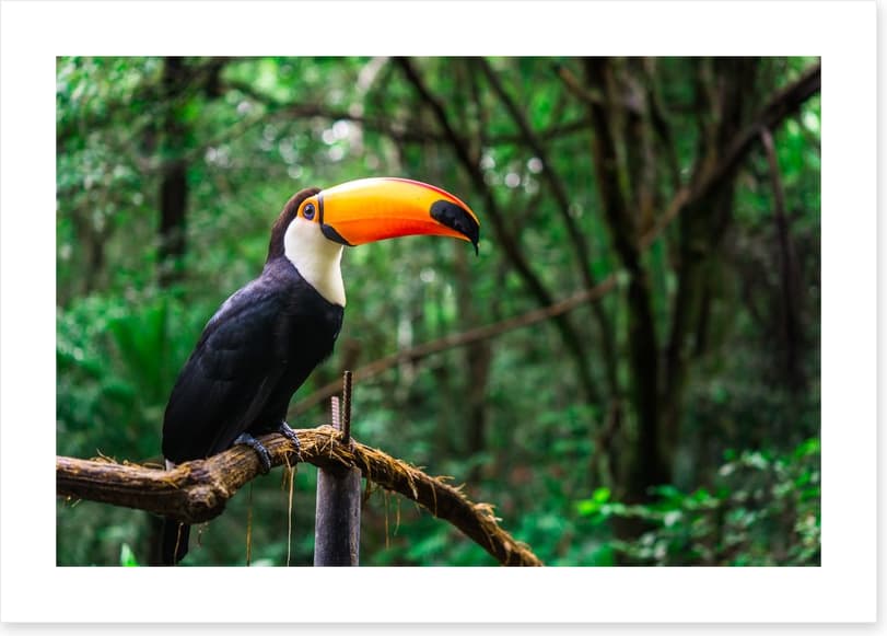 Toucan tropics