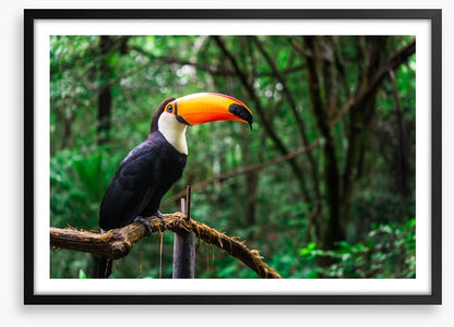 Toucan tropics