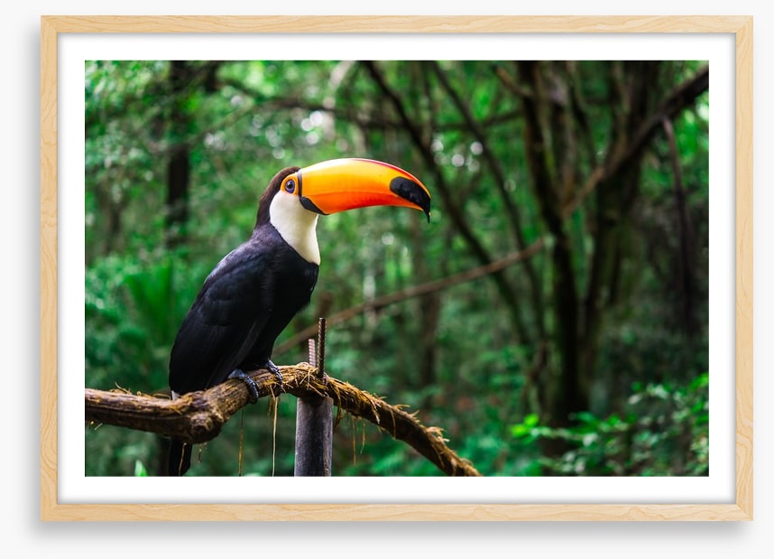 Toucan tropics