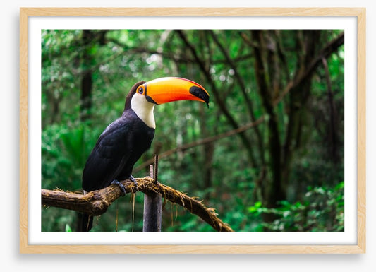 Toucan tropics