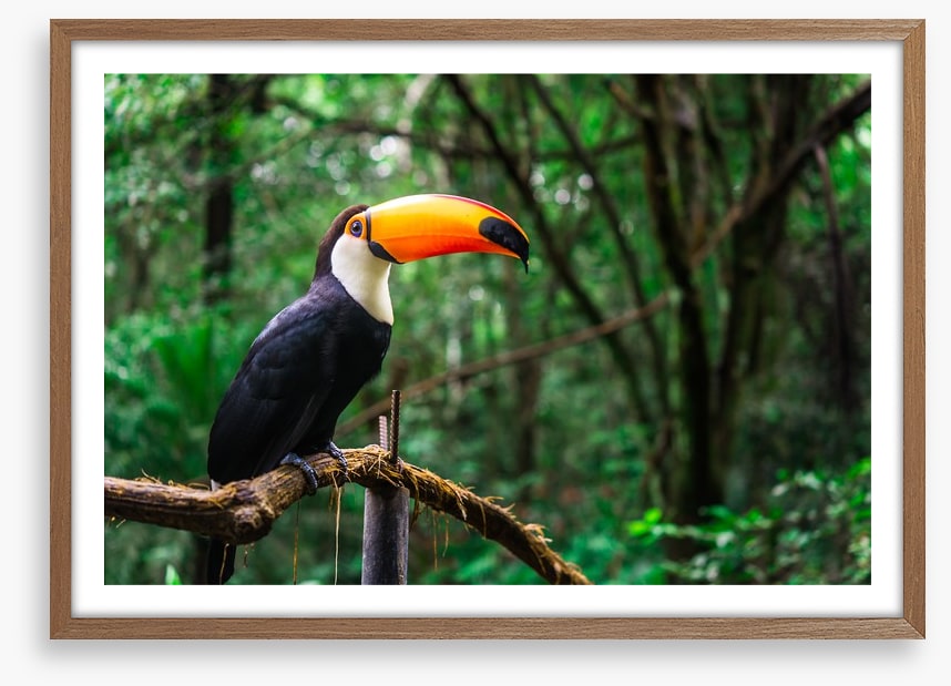 Toucan tropics