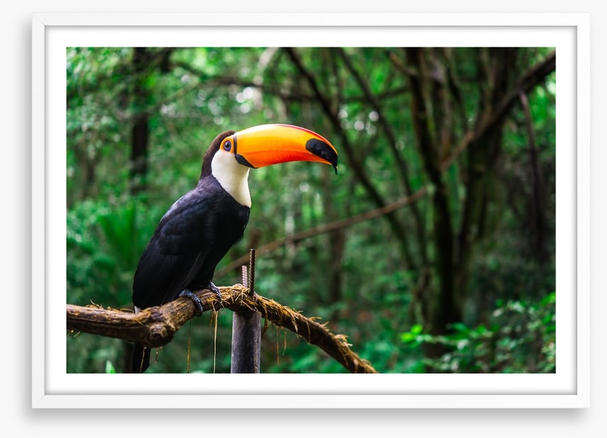 Toucan tropics