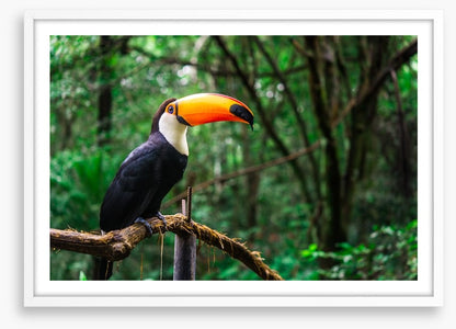 Toucan tropics