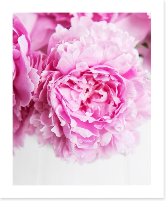 Pink peony petals 2