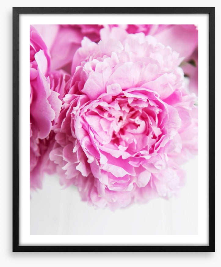 Pink peony petals 2