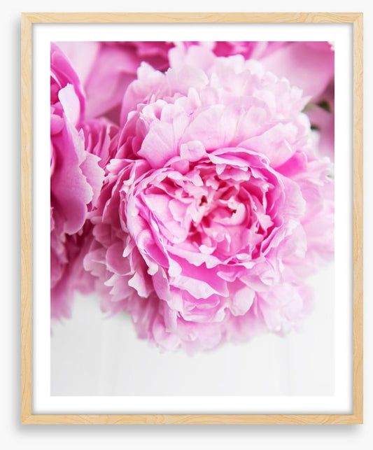 Pink peony petals 2