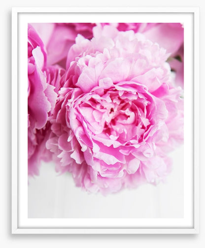 Pink peony petals 2