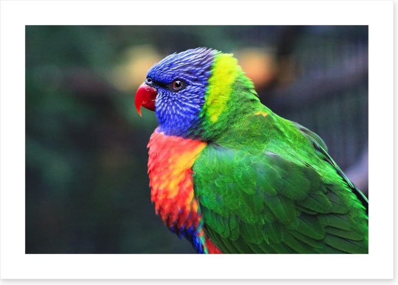 Rainbow lorikeet