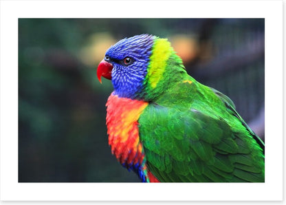 Rainbow lorikeet