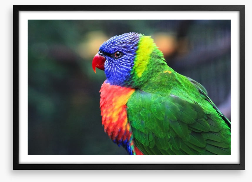 Rainbow lorikeet