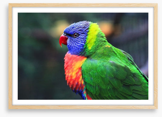 Rainbow lorikeet