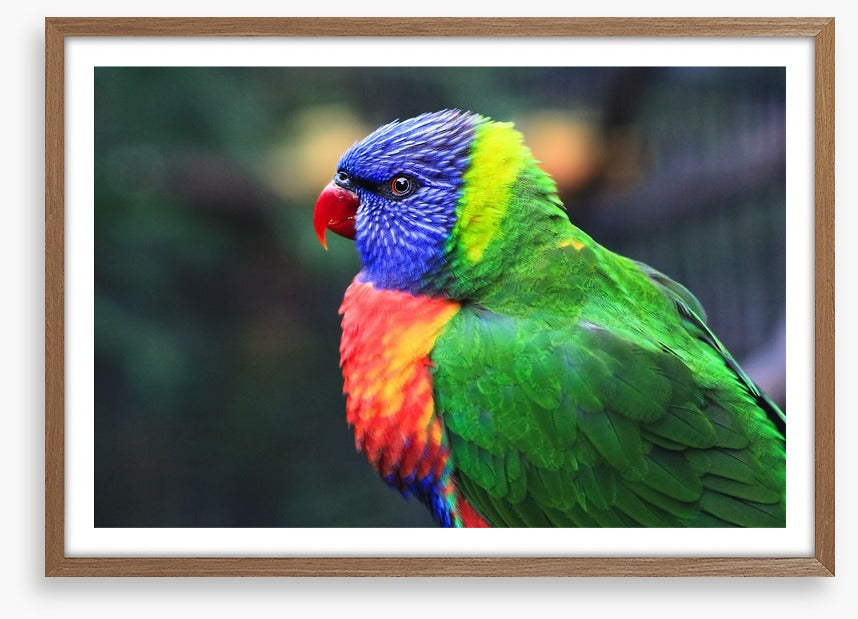 Rainbow lorikeet