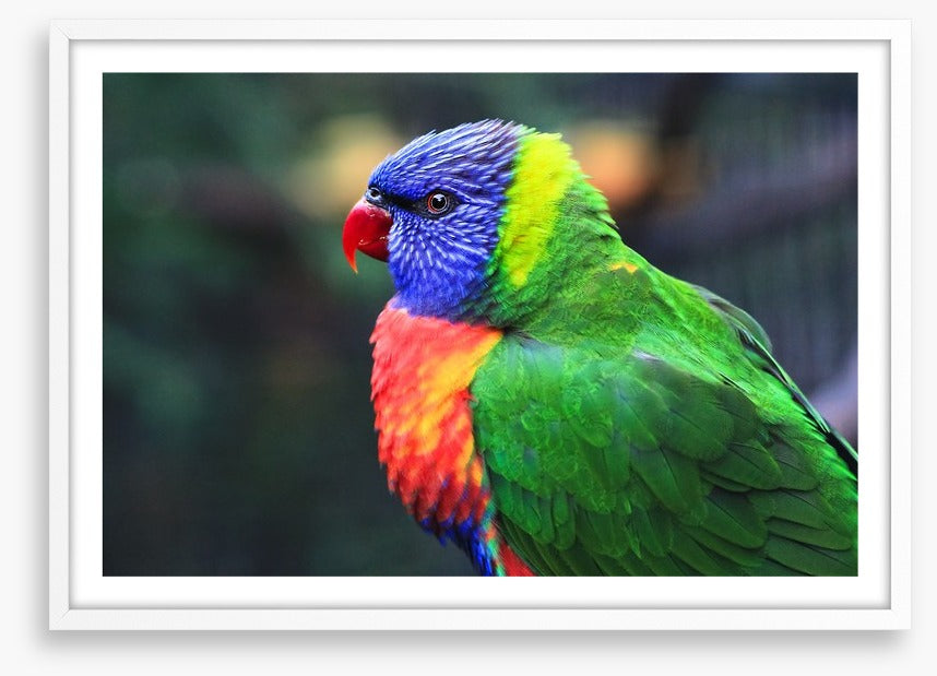 Rainbow lorikeet