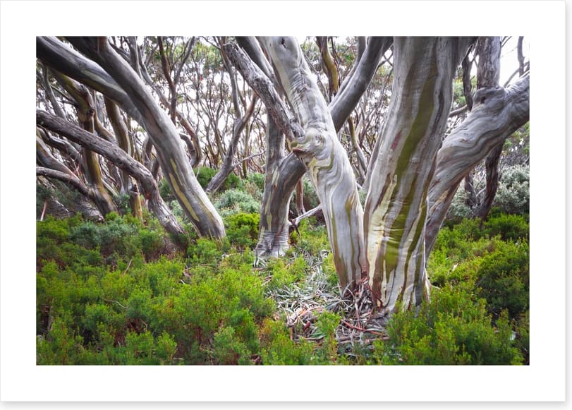 Baw Baw snow gums