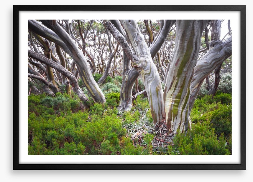 Baw Baw snow gums