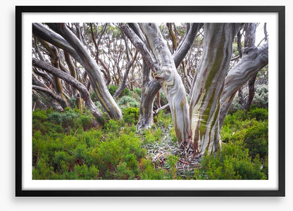 Baw Baw snow gums