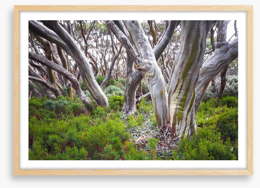Baw Baw snow gums