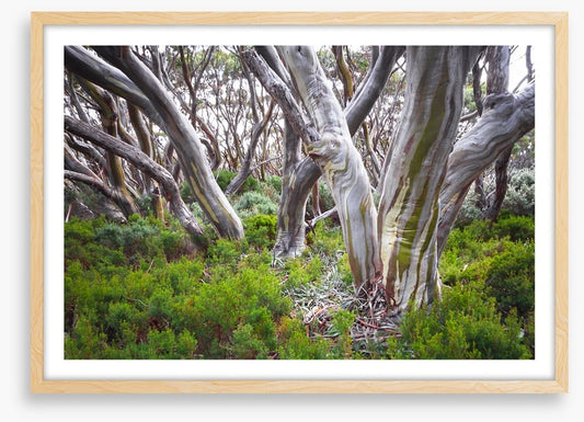 Baw Baw snow gums
