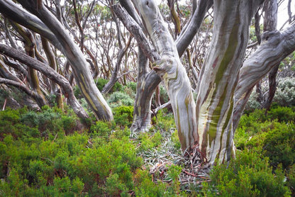 Baw Baw snow gums