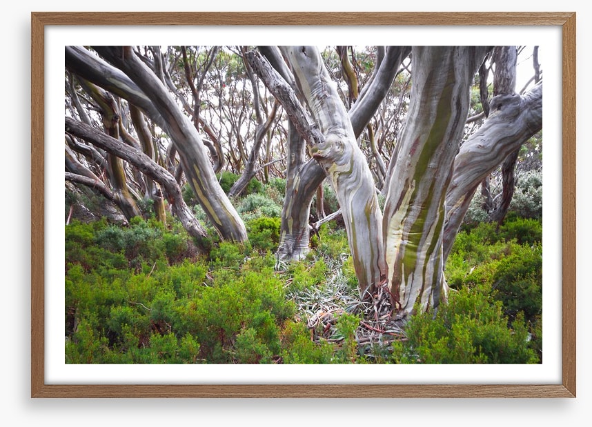 Baw Baw snow gums