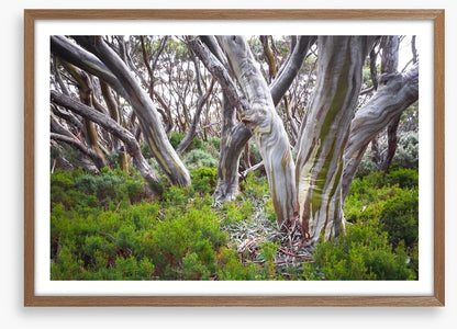 Baw Baw snow gums