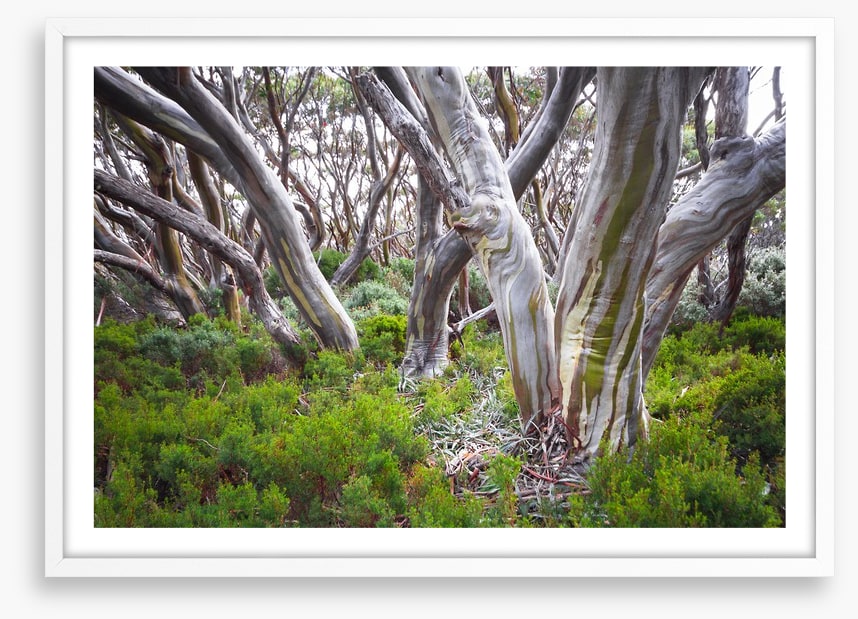 Baw Baw snow gums