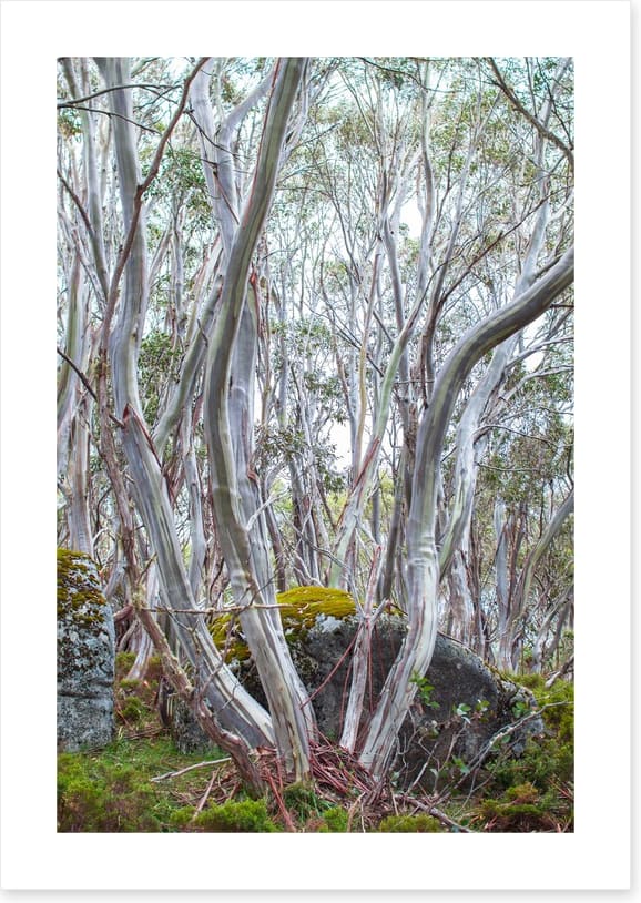 Snow gums in spring