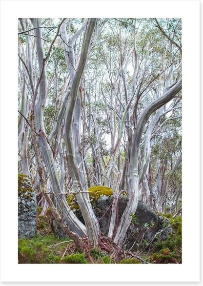 Snow gums in spring