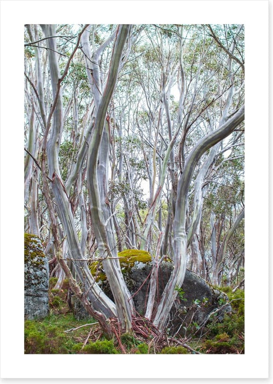 Snow gums in spring